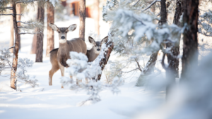 Wintery forest and Animals