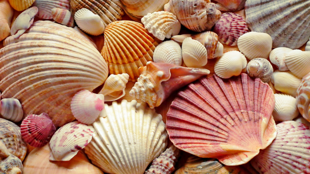 Seashell Sensory Bin