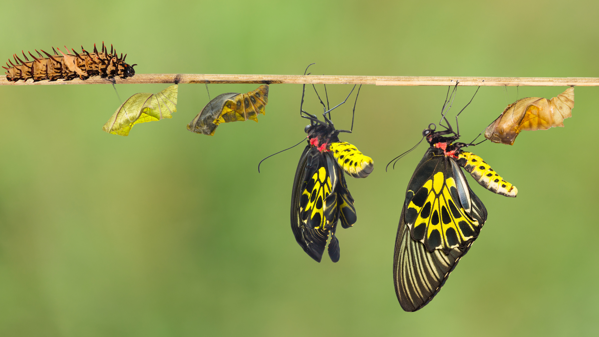 From Caterpillar to Butterfly