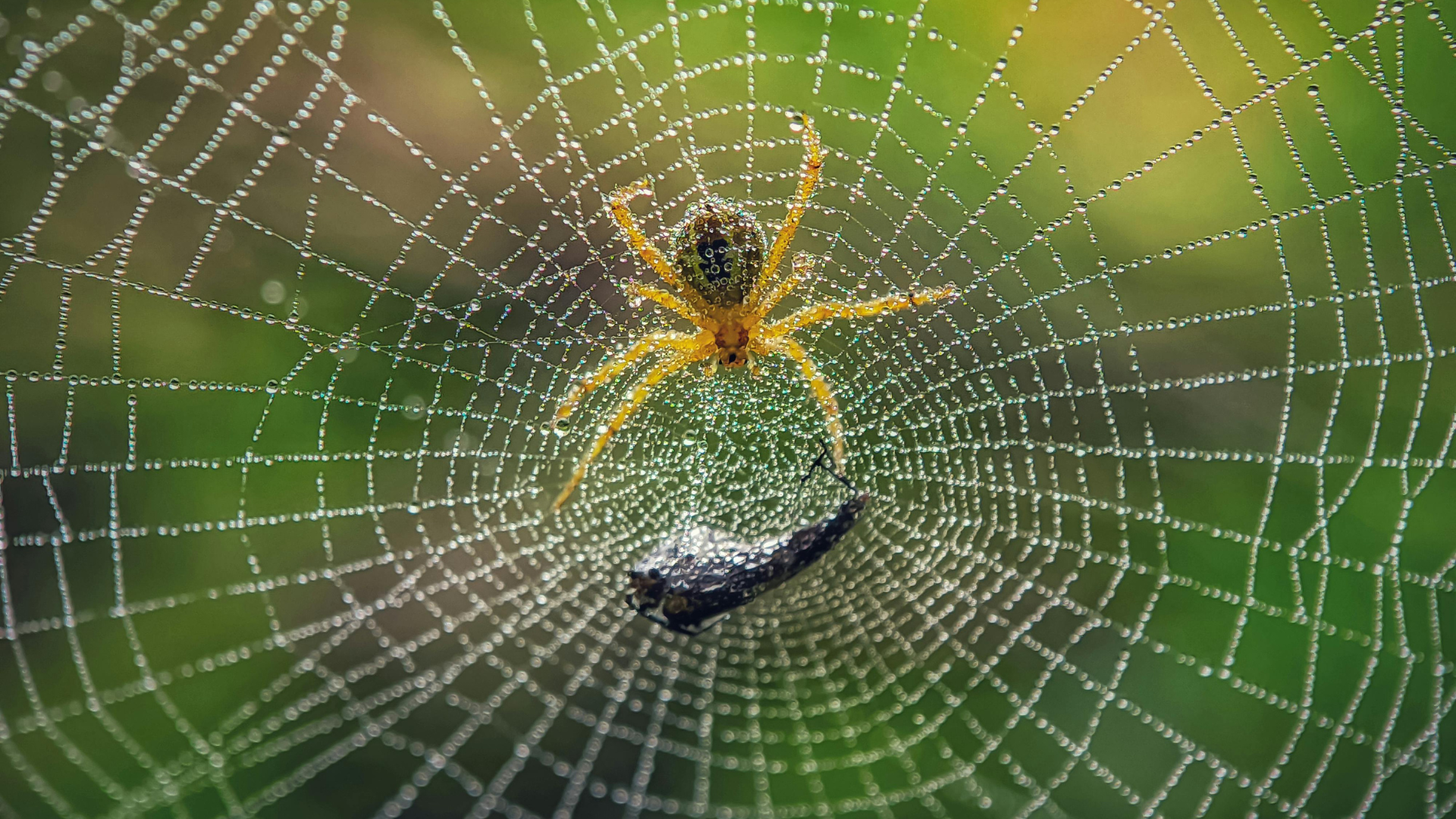 Spider