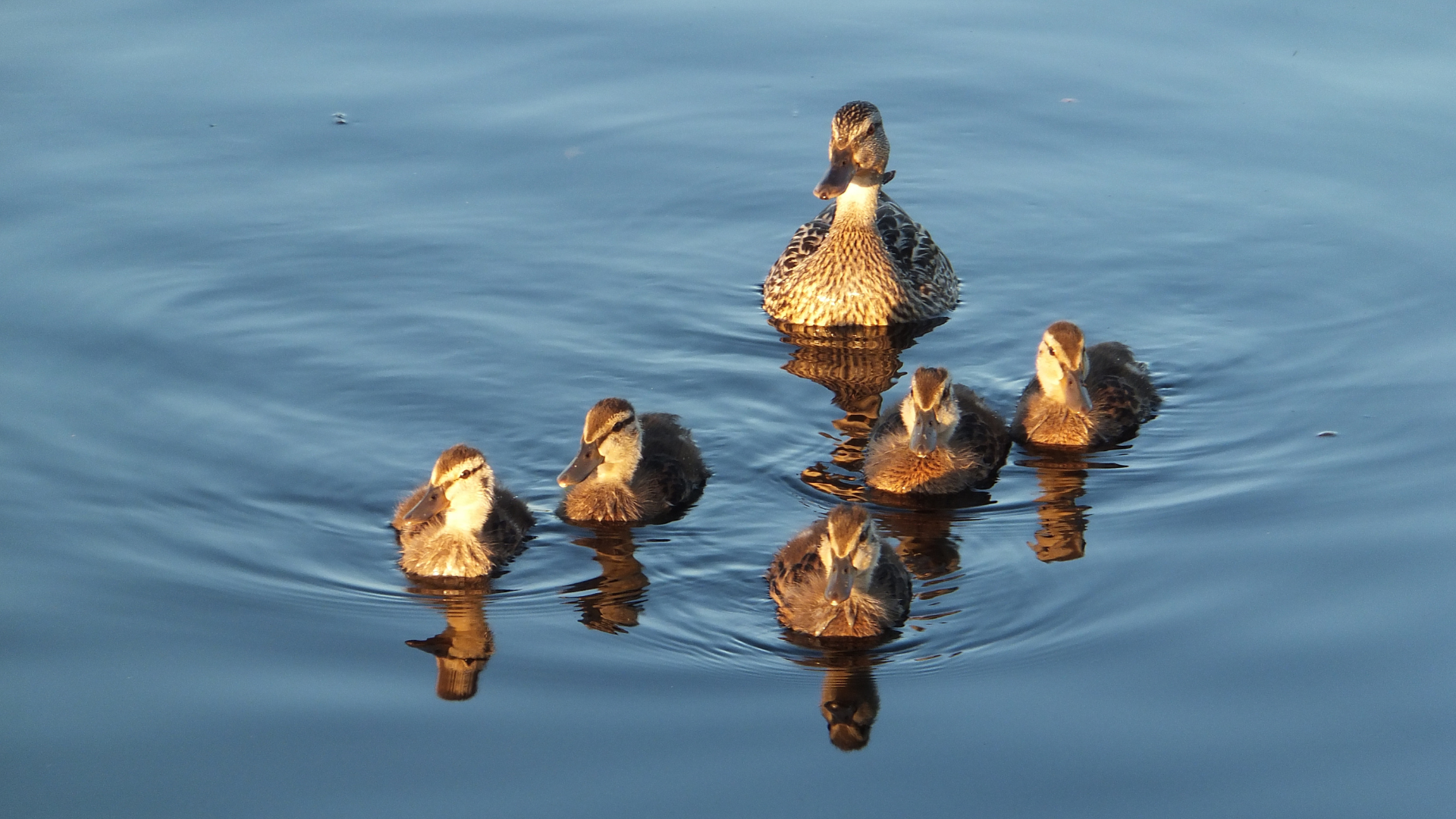 Ducks